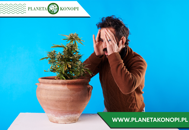 Olejek CBD na ból głowy – naturalne wsparcie w walce z dolegliwościami