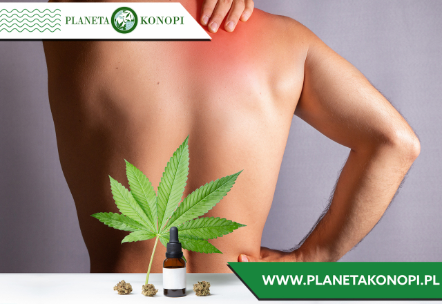 Olejek CBD na ból pleców – naturalne wsparcie w walce z dolegliwościami bólowymi