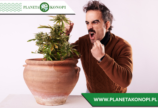 Olejek CBD na obniżenie kortyzolu – naturalny sposób na stres