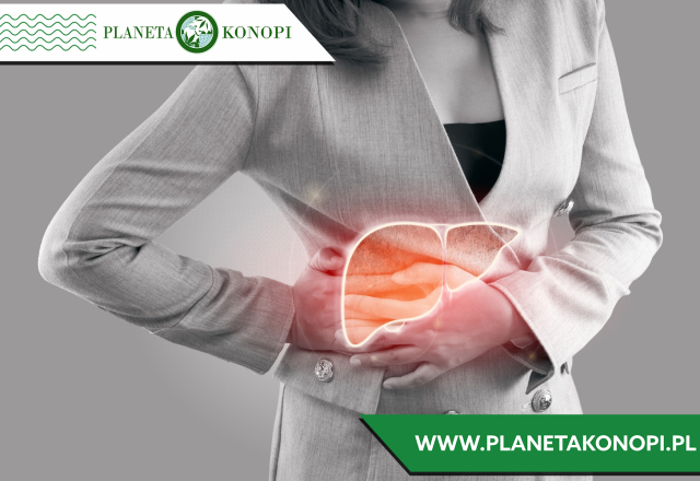 Olejek CBD w walce ze stłuszczeniem wątroby – czy kannabidiol może wspierać zdrowie wątroby?