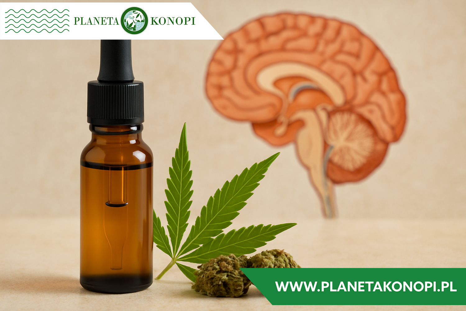 Jak CBD wpływa na układ nerwowy?